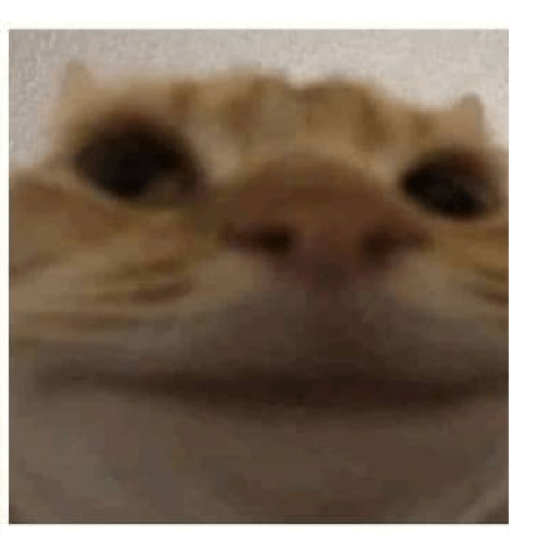 Gatos memes ramdon 3