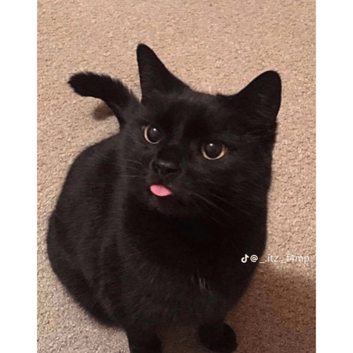 Cats 6