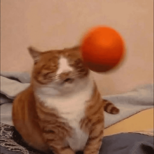 Funny Cats & More  14