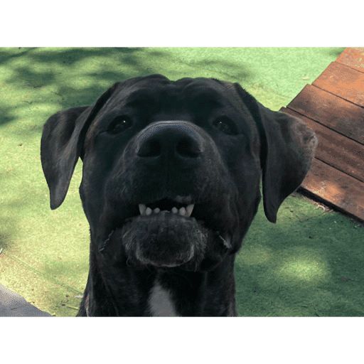 Dogs 7