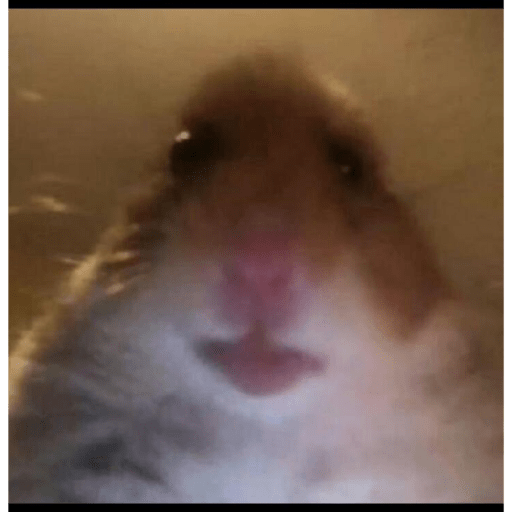 Gatos memes ramdon 7