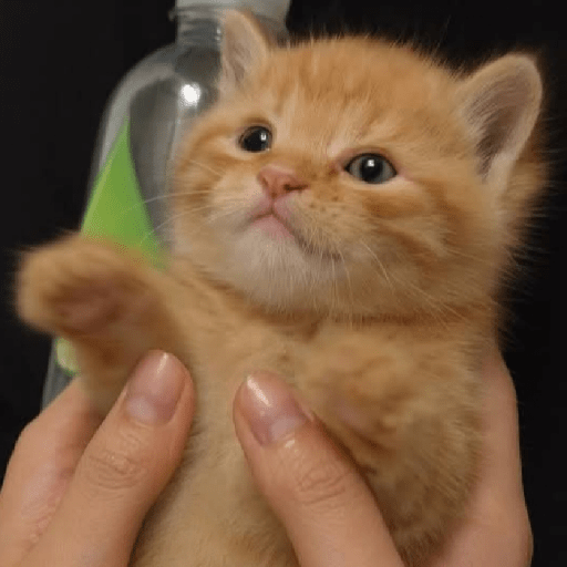 Funny Cats & More  26