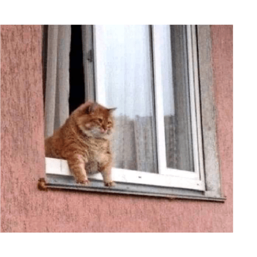 Gatos memes ramdon 6