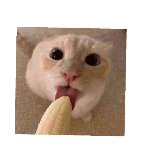 Gatos memes ramdon 2