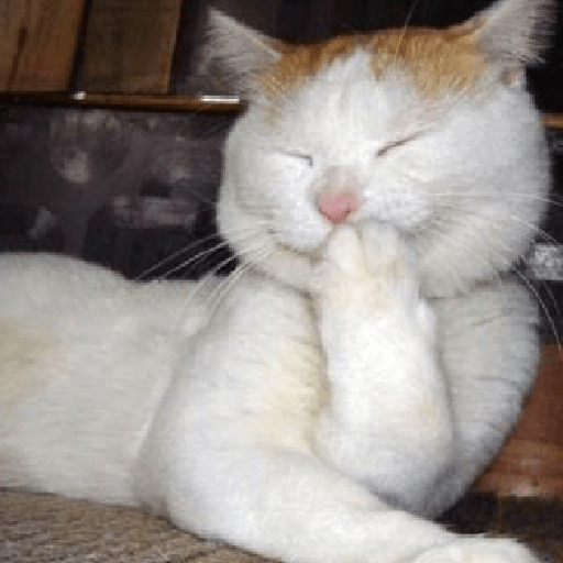 Kucing salting 19