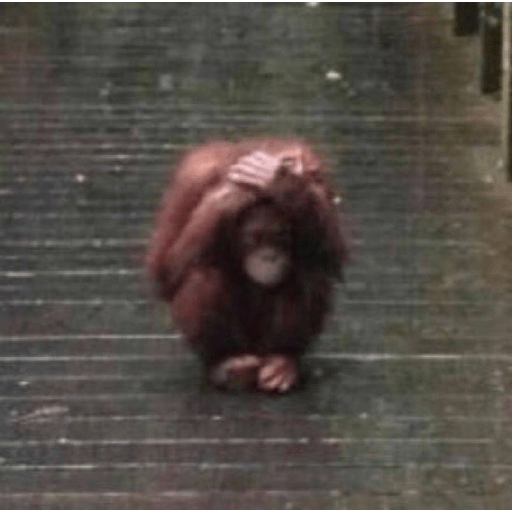 M o n k i 1