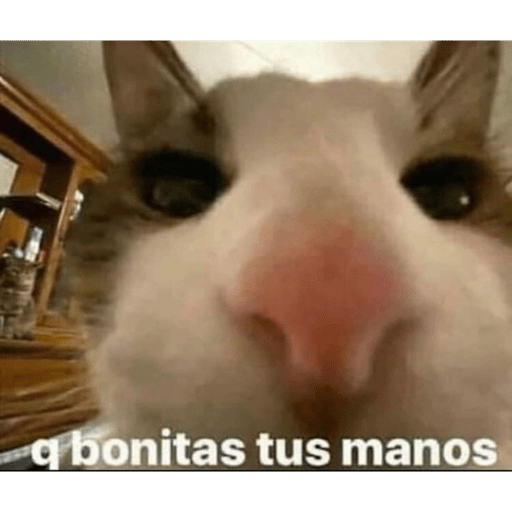 Gatitos chistosos  28