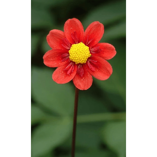 Flores 10