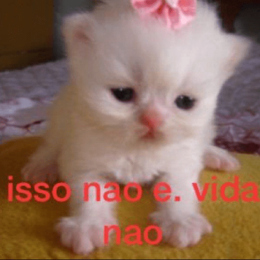 Gatinhos 5