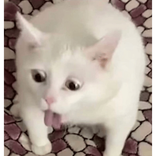 Gatitos chistosos  13