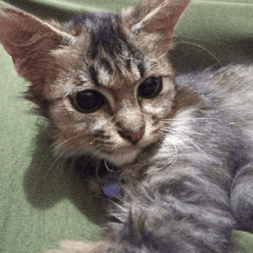 Kucing 27