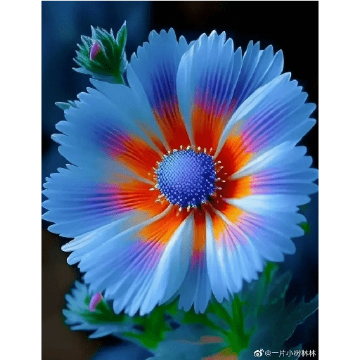 Flores 12