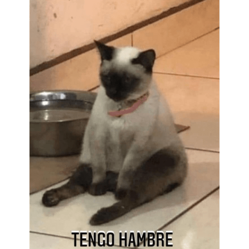 Gatitos chistosos  30