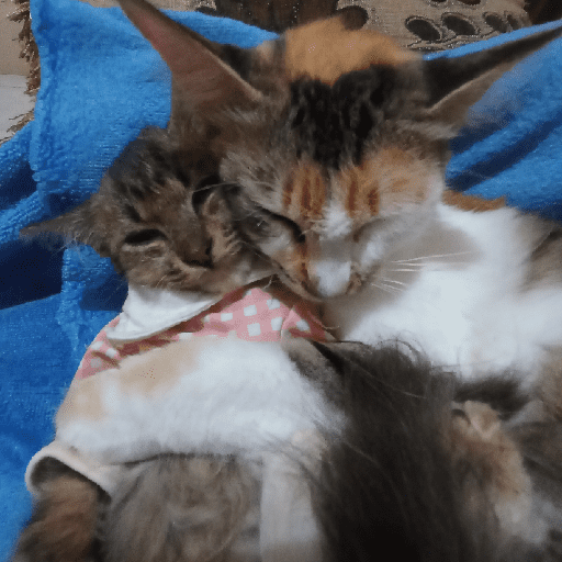 Kucing 11