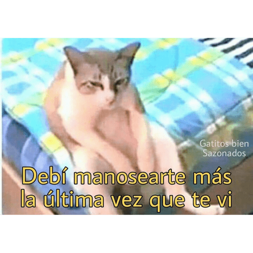 Gatitos chistosos  17
