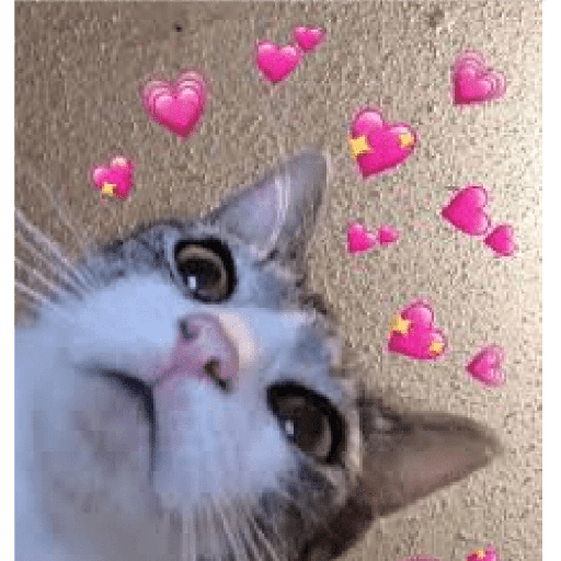 Animales corazones 9
