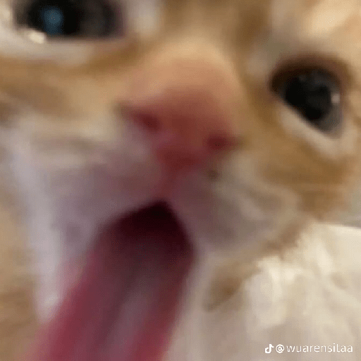 Gatos xd 10