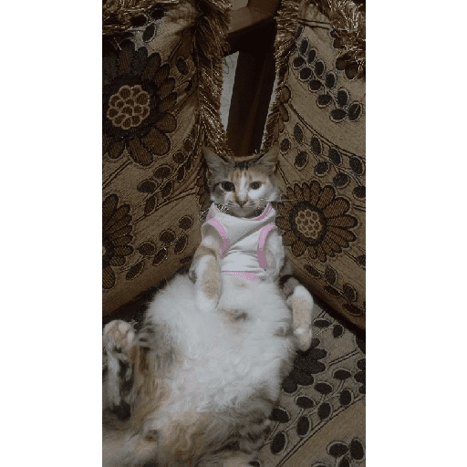 Kucing 17