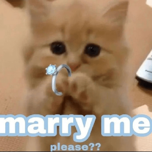 Kucing salting 13