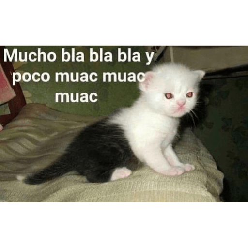 Gatitos chistosos  19