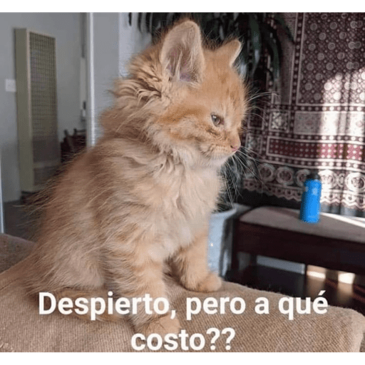 Gatitos chistosos  22