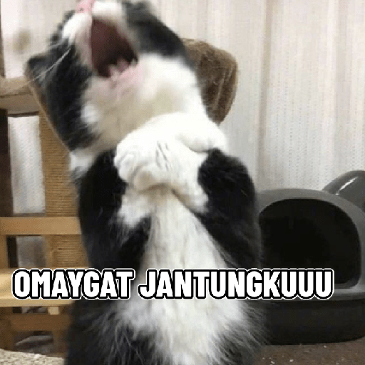 Kucing salting 15