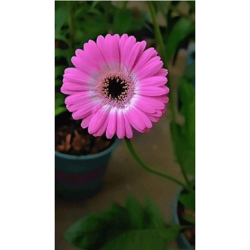 Flores 1