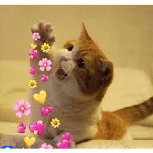 Animales corazones 7
