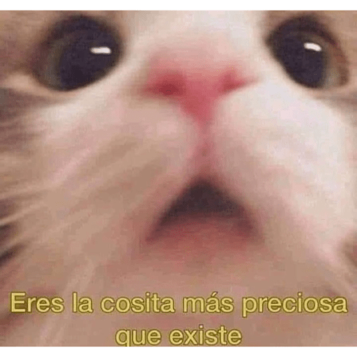 Gatitos chistosos  10