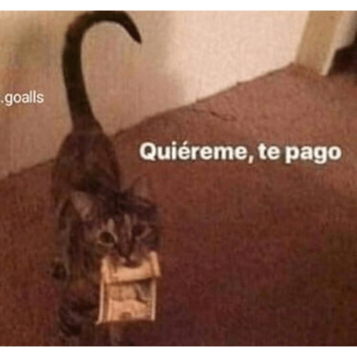 Gatitos chistosos  14