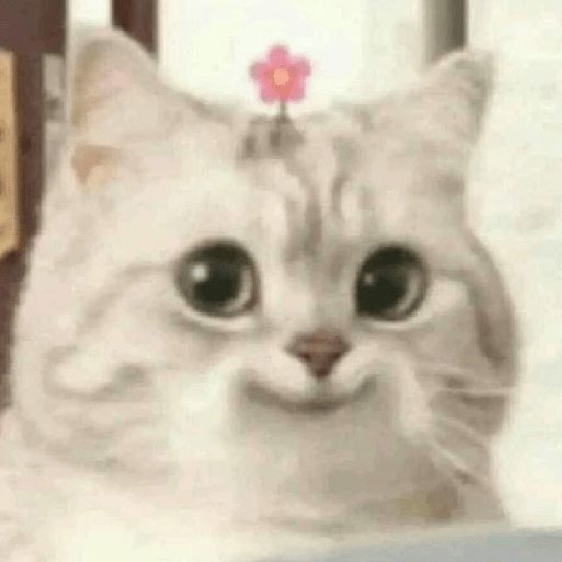 Kucing salting 18