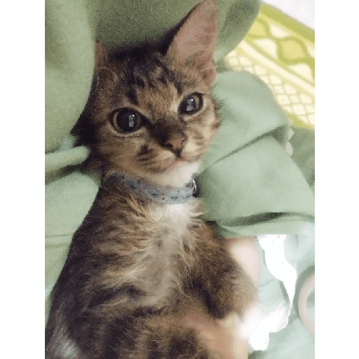 Kucing 20