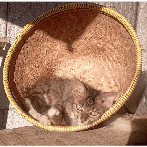 Kucing 15