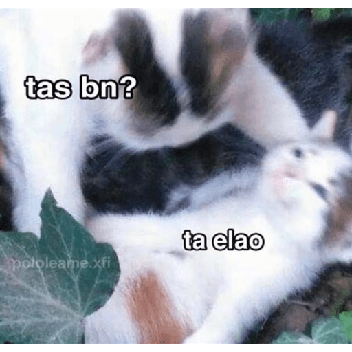 Gatitos chistosos  25