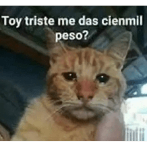Gatitos chistosos  21