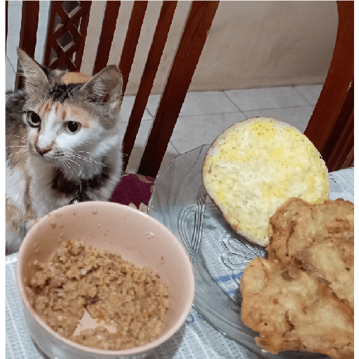 Kucing 16
