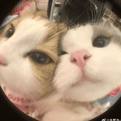 Cats Cute 🐱🥰 28