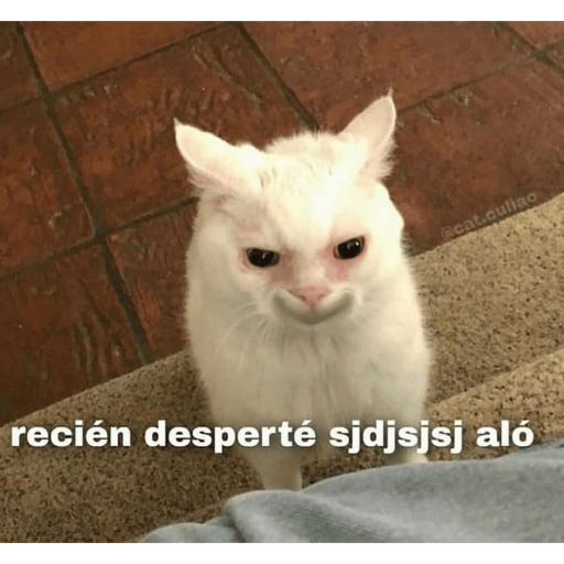Gatitos chistosos  23