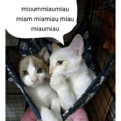 Gatinhos 8
