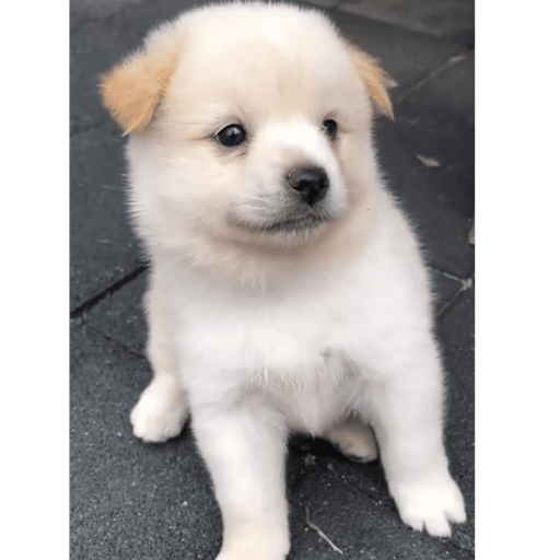Perrito 25