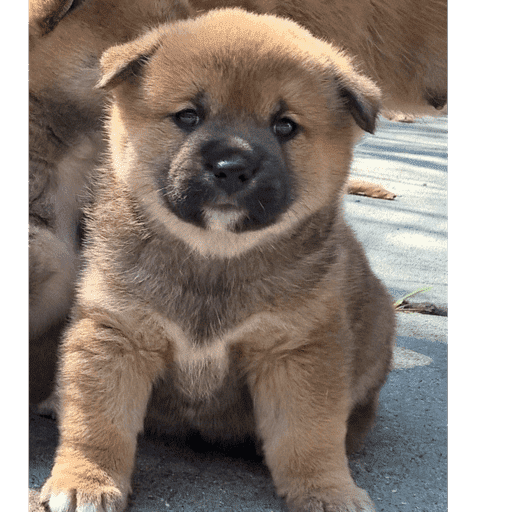 Perrito 27