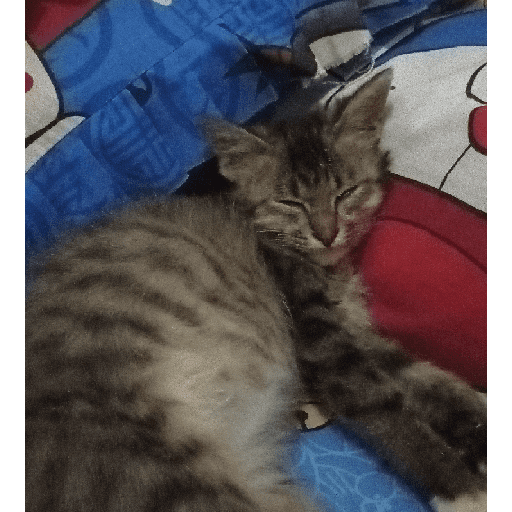 Kucing 25