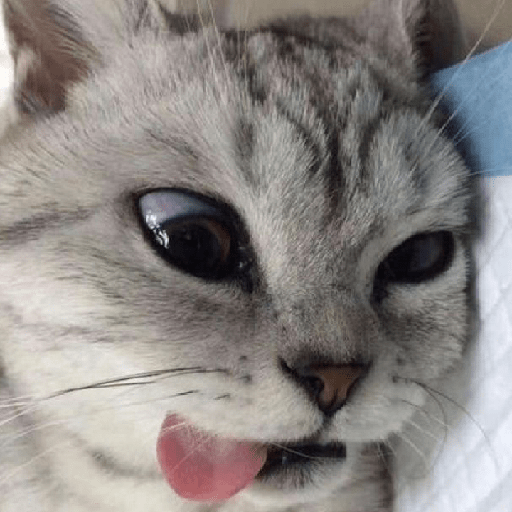 Kucing salting 14