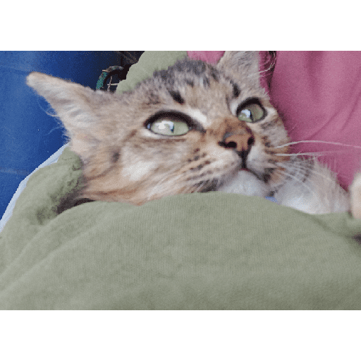 Kucing 22