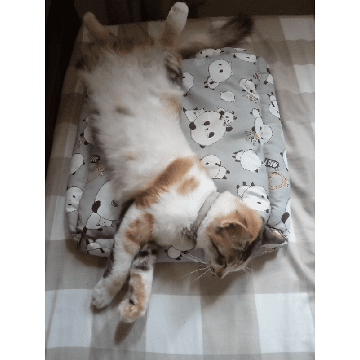Kucing 18