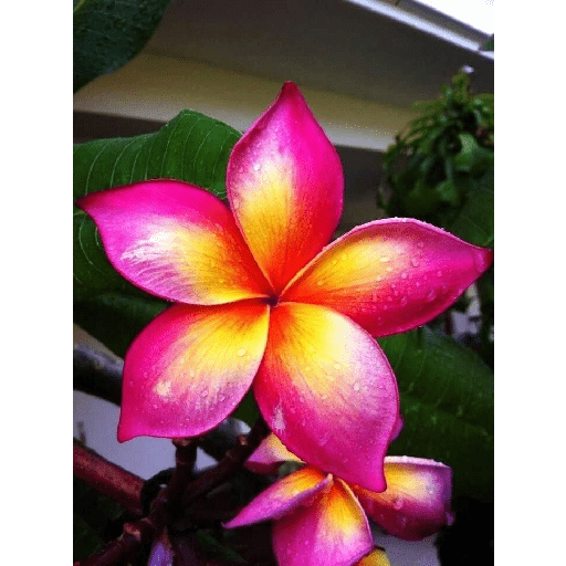 Flores 9