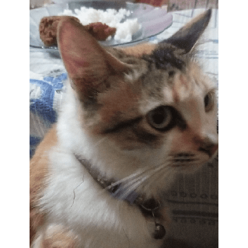 Kucing 10