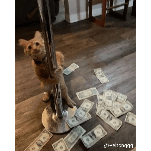 Gatos xd 17