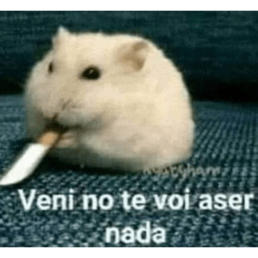 Gatitos chistosos  8