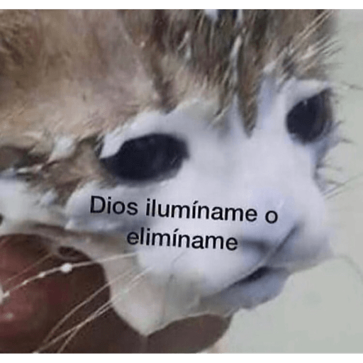 Gatitos chistosos  20